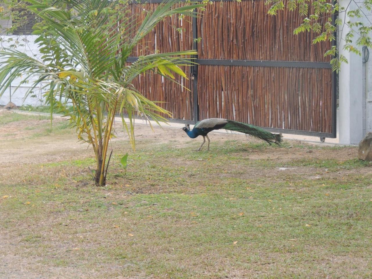 Ma Villa Unawatuna (Adults Only) Buitenkant foto